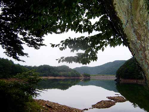 동정지 팽나무 아래서 바라본 저수지. 이 먼 길을 제 형은 왕복으로 왔다 가는 바람에 아버지께 욕을 무척 얻어 먹었답니다. 한쪽 방향이 1.5km 가량됩니다. 